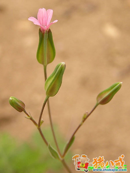 王不留行去山中, 何愁无用忧忡忡. 只要心中有蓓蕾, 是处开花一样红.
